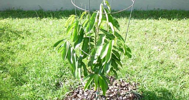 How to grow a guanabana soursop tree