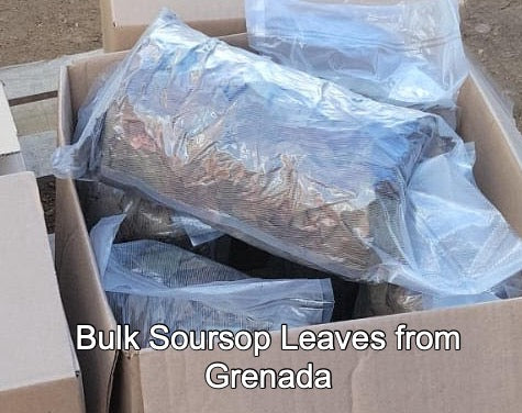 CONSUMER: Bulk Soursop Leaf 1 lb / 453g from Peru or Grenada