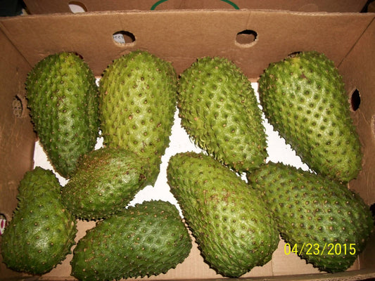 How to handle fresh soursop fruit