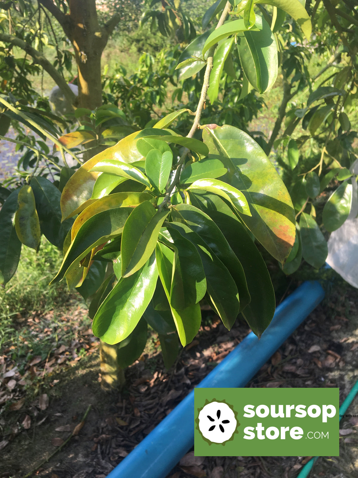Bulk premium whole soursop leaf 1 lb / 453g from Peru