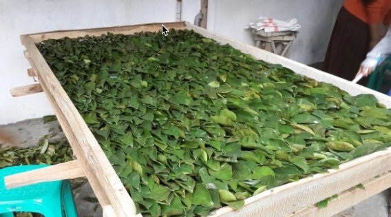 Organic soursop leaves for tea - SoursopStore.com
