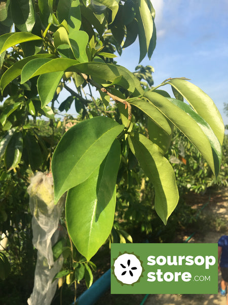 Bulk premium whole soursop leaf 14 oz / 400g